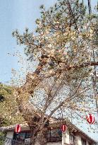 Cherry tree on pine tree in bloom